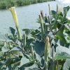 durman